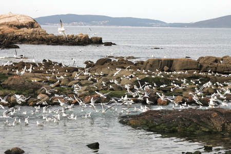 Seagulls flying near the sea in Galicia, Spainの写真素材