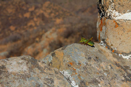 Grasshopper on a sunny wall, resting.
の写真素材