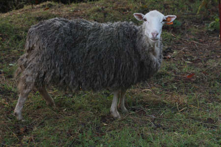 Sheep staring at the camera
の写真素材