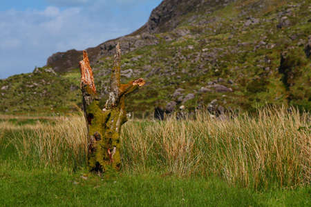 Remains of a tree trunk covered in moss, Gap of Dunloe, Ireland
の写真素材