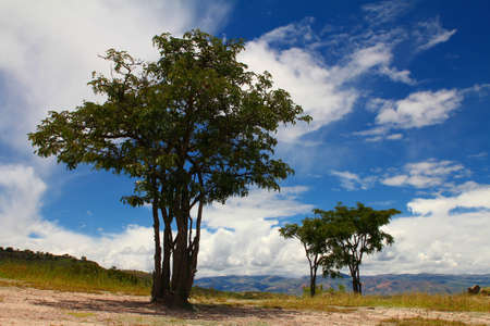 Solitary trees in dry environmentの写真素材