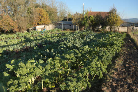 Collard plants growing on a field in an organic farm. This kind of cabbage is very typical of Galicia, an autonomous community in Spainの写真素材