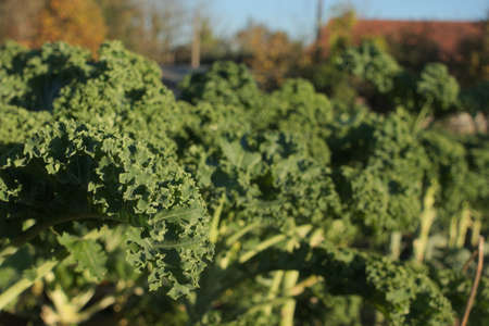 Big leaf of collard plant growing on a field in an organic farm. This kind of cabbage is very typical of Galicia, an autonomous community in Spainの写真素材