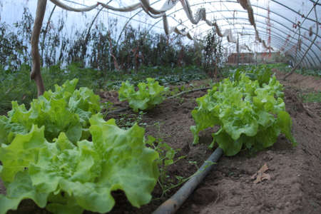 Row of lettuce cultivated in a greenhouse in an organic farmの写真素材