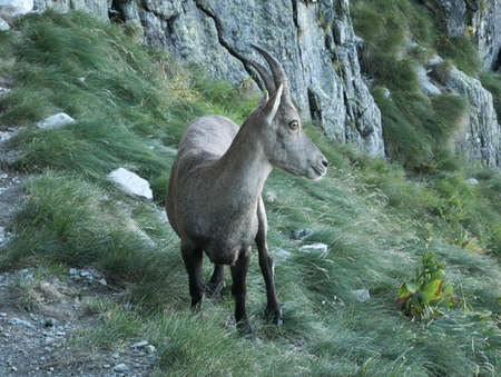 Steinbock walks on the rocks on the Bergamo Alps, northern Italyの写真素材