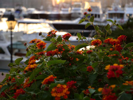 Backlit view of power and sailing boats docked at the sunset in Porto Rotondo, Italyの写真素材