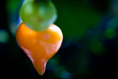 Close up of red ans green pepper against blurred background