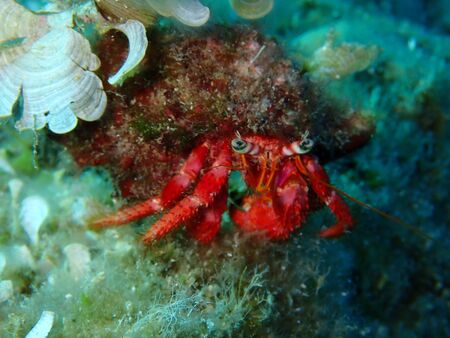 hermit crabの写真素材