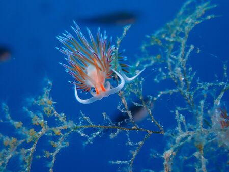 Pilgrim Hervia - Cratena Peregrinaの写真素材