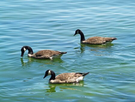 three ducks on a lakeの写真素材