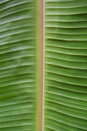 texture of banana leaf, vertical positionの写真素材