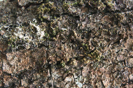 Moss on Wood
