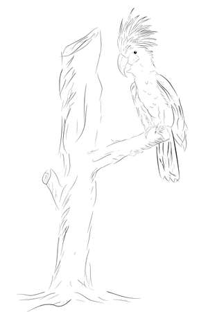 Simple Outline Sketch of Cockatoo Bird at Treeの写真素材