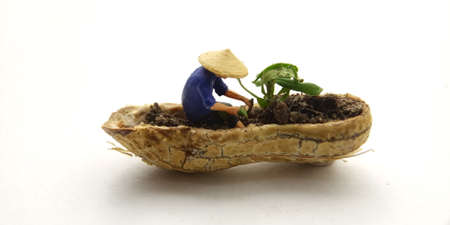 Conceptual Illustration, Keep Struggle, Mini Figure man farming at limited area, peanut skin, with...