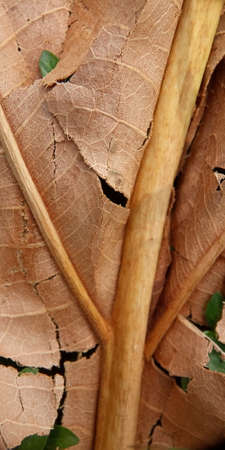Close Up Flat Lay Dry Weathered Brown Leaf for element design background