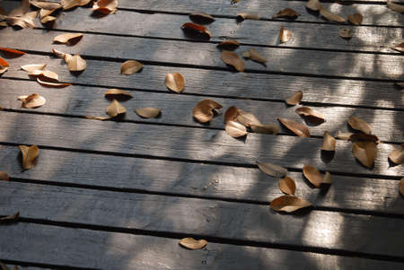 Bridge and dead leavesの写真素材