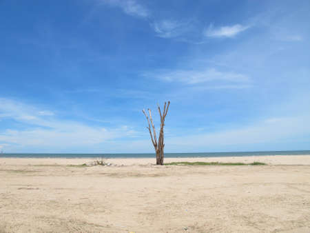 Lonesome Stumpの写真素材