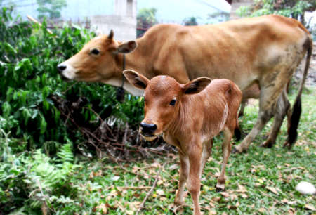 Young cow and her mother in Vangvieng, Loas.の写真素材