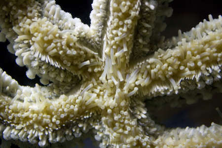 Close up of a large white starfish