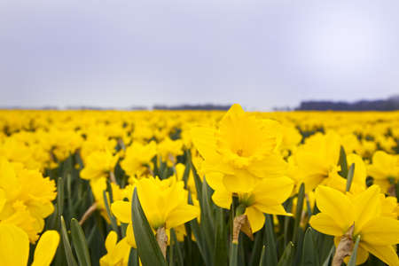 Field of narcissusの写真素材