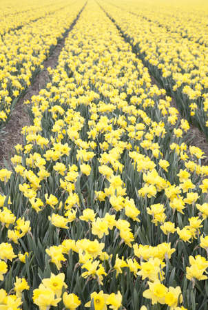Huge field of narcissus flowers