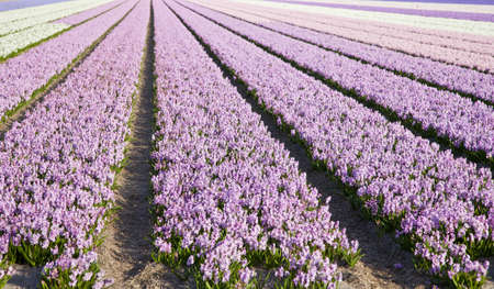 Huge field of hyacinthsの写真素材