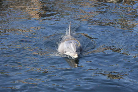 Bottlenose dolphin swimming in lake
