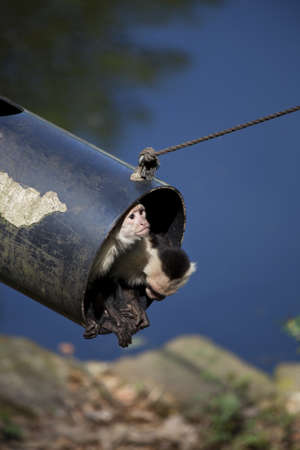 Two white throated capuchin looking out of pipe