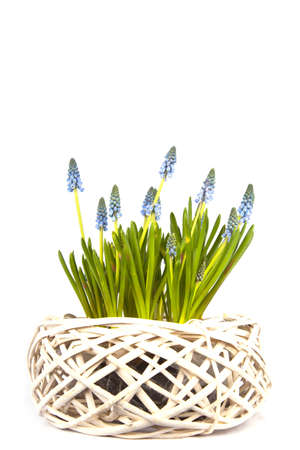 Fresh blue grapes in a white basket isolated on whiteの写真素材