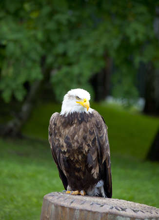 Sea eagle standing with green backgroundの写真素材