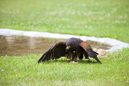 Brown falcon eating on grassの写真素材
