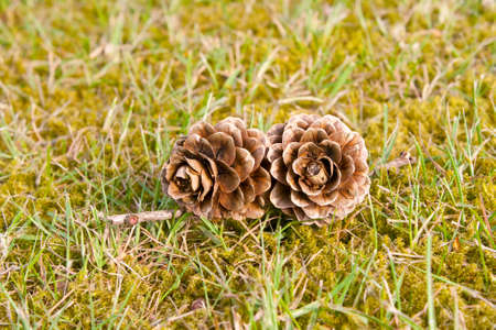 Two pinecones in green grassの写真素材