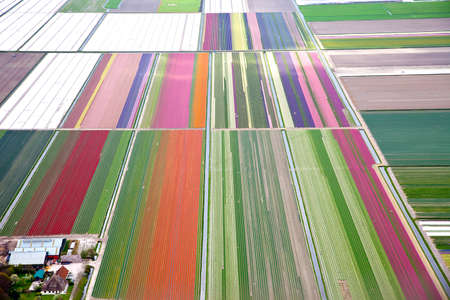 Colourful dutch flower field from aboveの写真素材