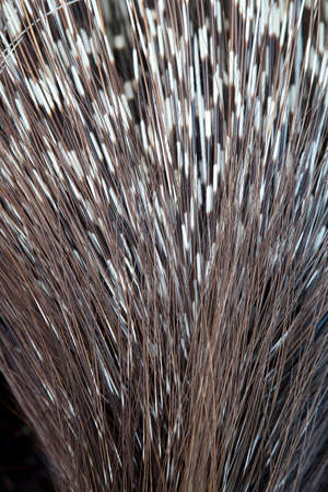 Close up of porcupine spinesの写真素材