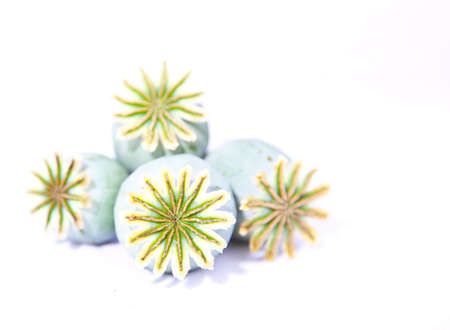 Dried poppy heads isolated on white backgroundの写真素材