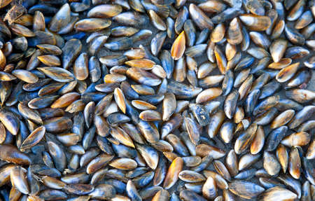 Huge pile of mussels on beach in The Netherlandsの写真素材