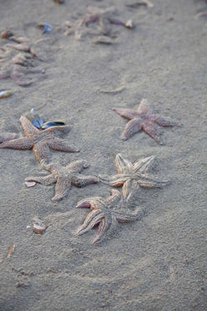 Pile of dead starfish washed ashore on beach in The Netherlandsの写真素材