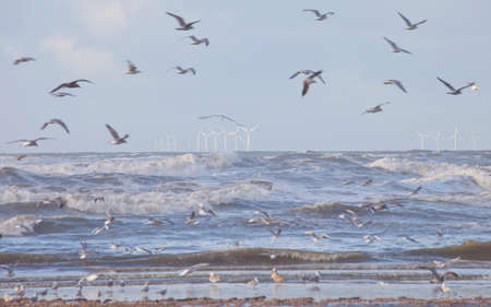 View at windmill park in sea in The Netherlands near Velsen with seagullsの写真素材