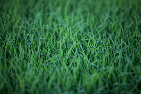 rice sproutsの写真素材