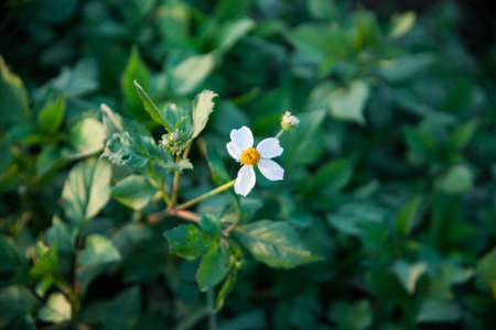 Grass Flower Blueの写真素材