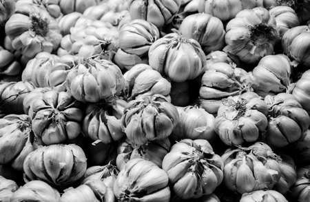 garlicの写真素材