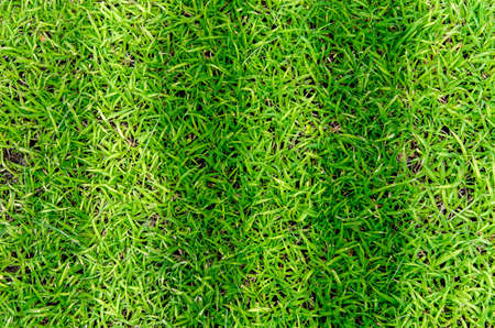 green grass texture for backgroundの写真素材