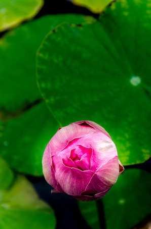 Asian Pink Lotus Flowers in the Pond on gray backgroundの写真素材