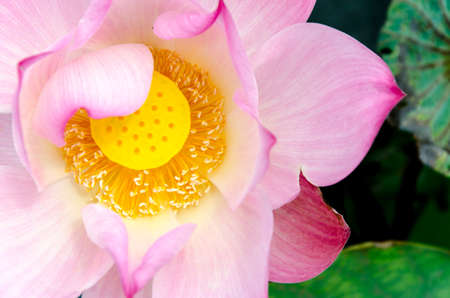 Close up pink lotus blossom in the conner of picture: lotus and swamp backgroundの写真素材