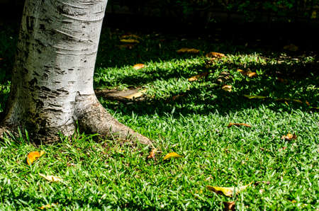 Tree and grass background in noonの写真素材