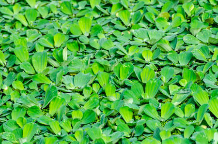 fresh and green leaves on background