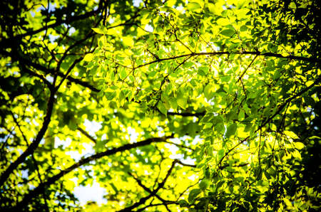 Green leaves and shadows backgroundの写真素材