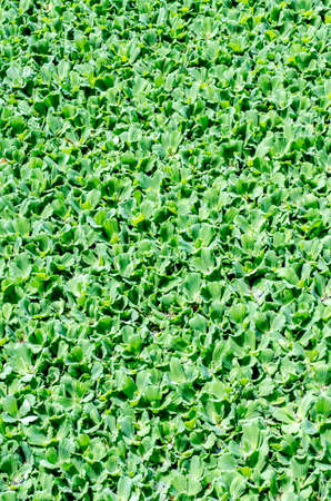 fresh and green leaves on backgroundの写真素材