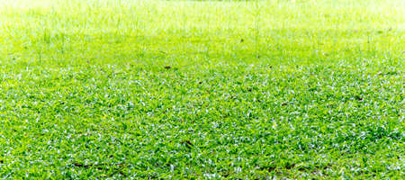 green grass texture for backgroundの写真素材