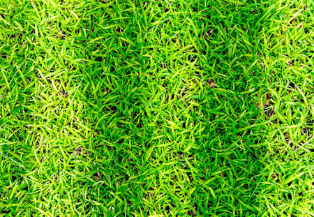 green grass texture for backgroundの写真素材